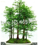 100 Pcs Dawn Redwood Forest Metasequoia Glyptostroboides Grow Your Own T... - $283.30 MXN