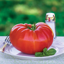 GIB 50 Seeds Easy To Grow Giant Tree Tomato Juicy Vegetable Tomatoe Food - £7.08 GBP