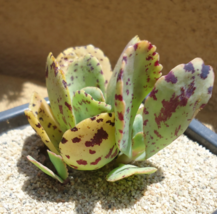 4&quot; Pots Leopard Succulent Kalanchoe Marmorata - $29.90