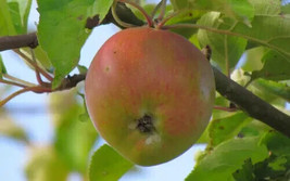 25+ Ascahire Apple Seeds for Garden Planting  SS - $9.65