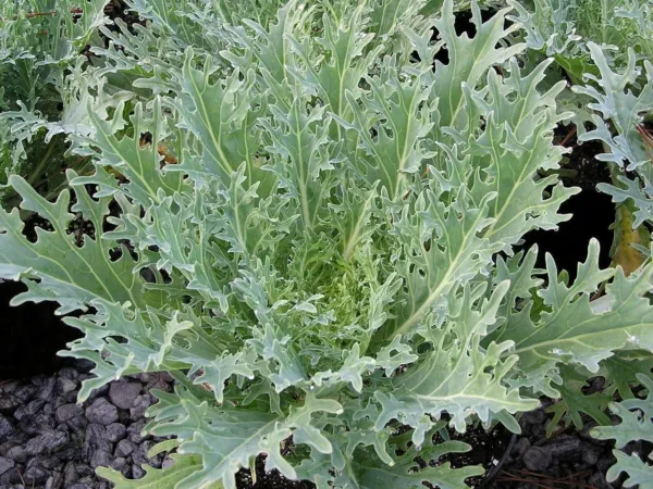 250 White Russian Kale Seeds Non Gmo Harvest Fresh Garden - $6.86