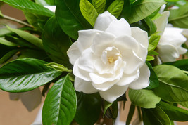 Gardenia / Cape Jasmine Jasminiodes Fragrant White Shrub Flower 50 Seeds - £6.27 GBP