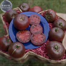 100 Seeds Eluosi Cherokee Purple Giant Tomato Garden Fresh - $8.21