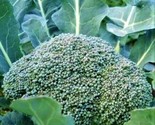 Broccoli De Cicco Seeds 300 Seeds Non-Gmo Fast Shipping - $7.99