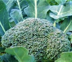 Broccoli De Cicco Seeds 300 Seeds Non-Gmo Fast Shipping - £6.37 GBP