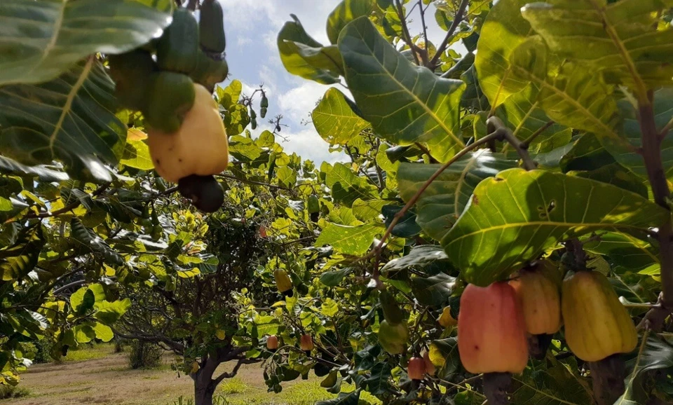 Live Plant  - Yellow Cashew Fruit Tree Anacardium Occidentale - $39.99