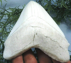 3 INCH LONG MEGALODON TOOTH REPLICA BIG GREAT FOSSIL SERRATED TEETH SHAR... - £9.34 GBP