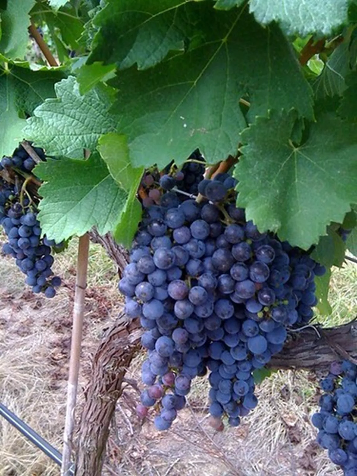 Organic California Wild Grape 10 Seeds Planting USA - £7.33 GBP