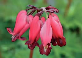 25 amore red bleeding heart seeds dicentra spectabilis shade flower garden thumb200