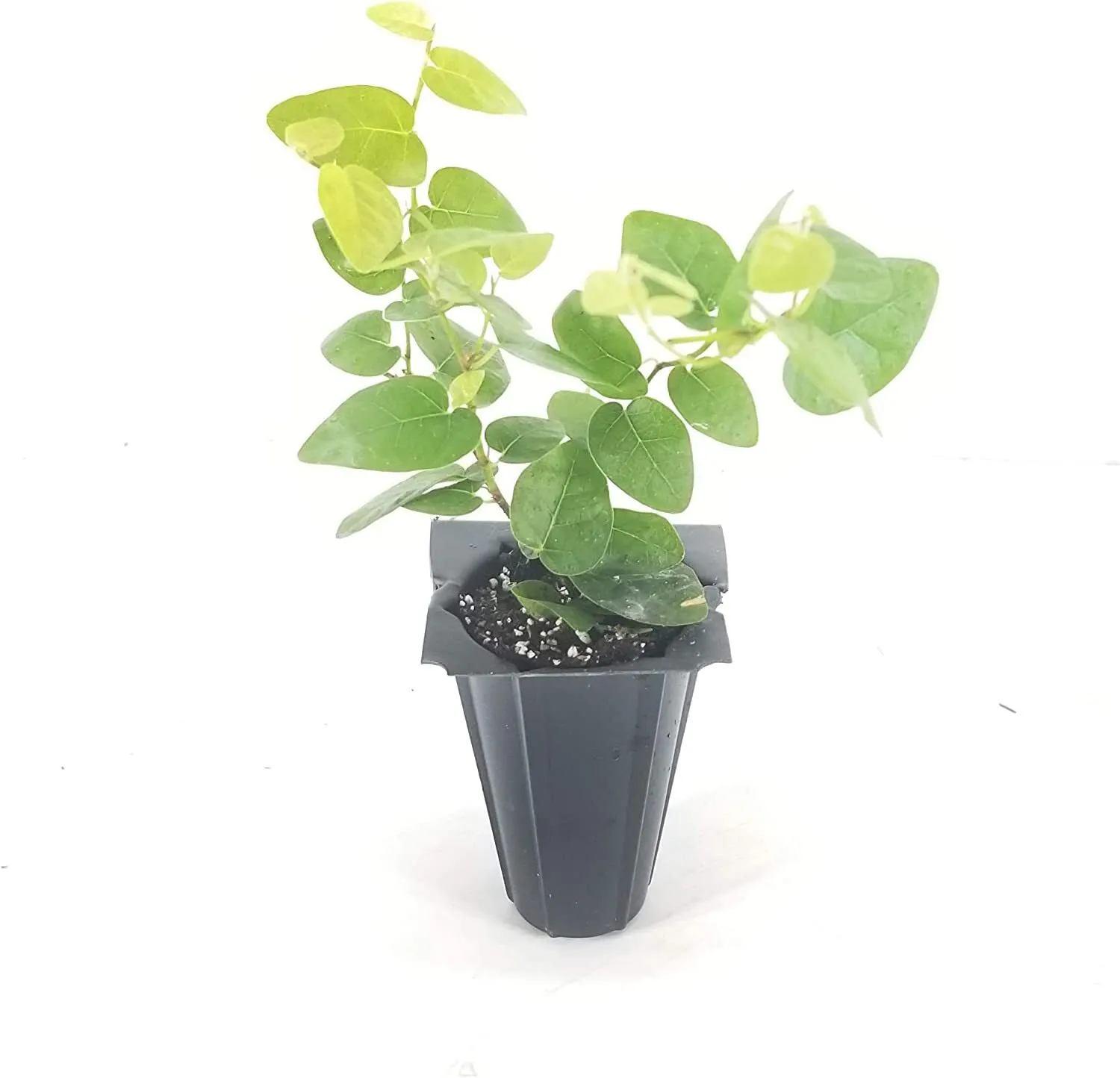 Creeping Fig Vine Ficus Pumila Live Fully Rooted Plants Climbingvy - £31.29 GBP