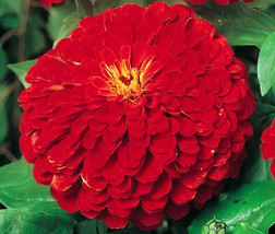 Zinnia Cherry Queen Zinnia Elegans 1100 Bulk Seeds Garden Beautiful USA Seller - £37.05 GBP