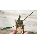 BIFRENARIA PETIOLARIS SMALL ORCHID MOUNTED - $39.00