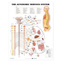 Autonomic Nervous System Anatomical Chart - £12.51 GBP+