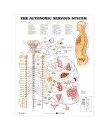 Autonomic Nervous System Anatomical Chart - £12.62 GBP+