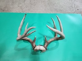 H54 Whitetail Deer Skull Plate Antler - £47.48 GBP