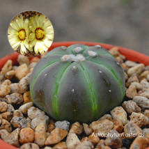 20 Seeds Astrophytum Asterias Cactus Seeds Us Seller - $22.99