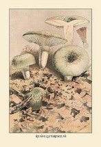 Russula Virescens by W. Hamilton Gibson - Art Print - £17.29 GBP+