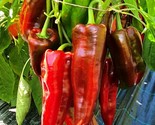 25 Corno Di Toro Rosso Sweet Pepper Seeds Fast Shipping - £7.22 GBP