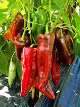 25 Corno Di Toro Rosso Sweet Pepper Seeds Fast Shipping - £7.07 GBP