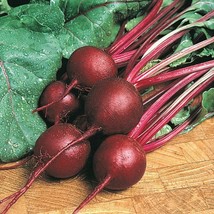 HGBO 200 Seeds Ruby Queen Beet Seeds Fresh Harvest For 2024 Gardens From US - £6.72 GBP