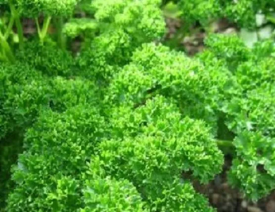 3,000 Parsley Moss Curled Herb Seeds - $14.67