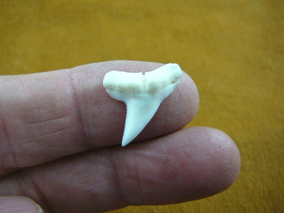 (S233-43) 1-3/4&quot; Fossil MEGALODON Shark Tooth Teeth JEWELRY love sharks ... - $42.99
