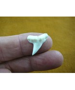 (S233-43) 1-3/4&quot; Fossil MEGALODON Shark Tooth Teeth JEWELRY love sharks ... - €36,66 EUR