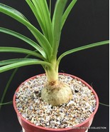 Garden Store 4 Pot 4&quot;&quot; Plant Beaucarnea Recurvata Elephant Foot Ponytail... - $58.00 CAD