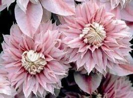 25+ Seeds Double Light Pink Clematis Beautiful Flowers Gardening - £10.97 GBP