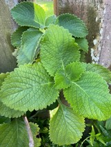 5 Leaf Organic Cuban Oregano, Perennial Herb Plectranthus Amboinicus, Tần dày lá - £12.17 GBP