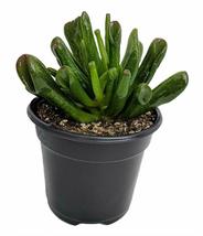 4&quot;Pot Plant Jade Crassula Ovuta Easy Grow Garden Home Tree Best Gift One... - £35.40 GBP