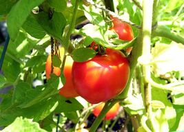 Creole Tomato Seeds, Heat Tolerant, Gulf Region Heirloom, NON-GMO, FREE ... - €1,69 EUR+