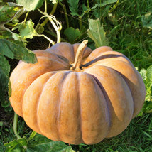 New Fresh Seeds Fairytale Pumpkin Musqee De Provence Cinderella Pumpkins - $9.90