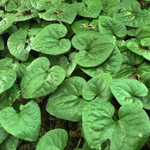 3 Wild Ginger Plants Bare Roots Asarum Canadense Organic Planting Stock ... - $13.38