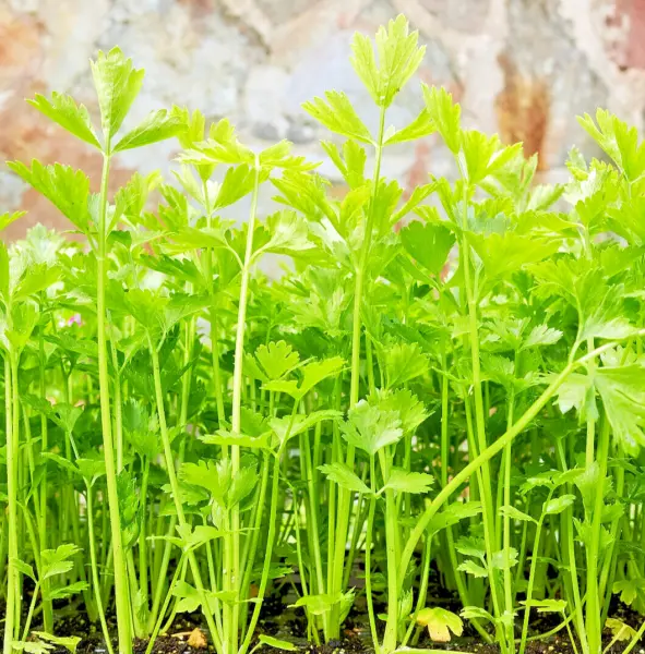 10 000+ Bulk Celery Seed Microgreen Vegetable Seeds For Sprouting Or Planting Fr - £11.07 GBP