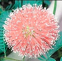 20 Seeds Mimosa Pudica Seeds Pink Flowers Sensitive Plant Garden Beautiful - $6.36