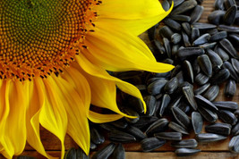 100 Black Oil Sunflower Helianthus Annuus Yellow Hummingbird - £13.58 GBP