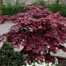 Bloodgood Japanese Maple Acer Palmatum Seeds Fresh Garden - £11.49 GBP