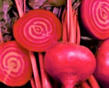 Bulls Blood Beet Seeds 100 Seeds Non-Gmo  Fast Shipping - $7.99