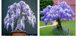 Chinese Blue Wisteria sinensis Tree 5 Seeds Fast Climber Flower Vine Hardy Plant - $20.99