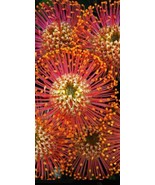 HT 20 Firework Asterios Flower Seeds Pink Yellow White Colorful Garden S... - €12,18 EUR