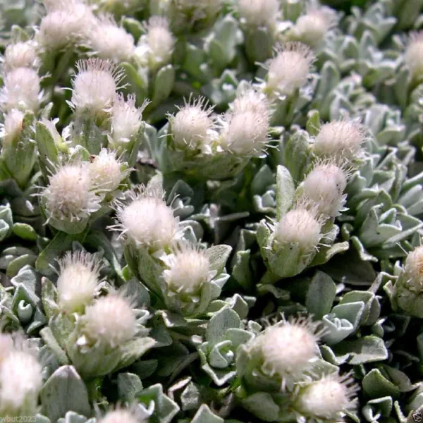 500 Antennaria Seeds-White-Pussytoes, Cats Paws,Perennial Ground Cover P... - £14.15 GBP