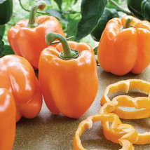 SD Coral Bell Orange Sweet Pepper Seeds Non-Gmo Vegetable Garden Fast Grow - $186.20 MXN