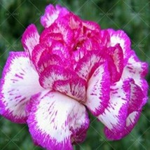 100 Seeds Carnation Bonsai Black Carnation Flower Dianthus Caryophyllus Seeds Ro - £6.72 GBP