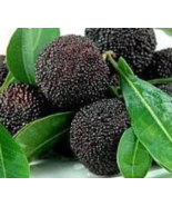 Yangmei Myrica Rubra Chinese Bayberry (Different Varieties). 4 Years Old... - £164.44 GBP