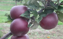 HS  25+ Arkansas Black Apple Seeds For Garden Planting - USA  - £5.71 GBP