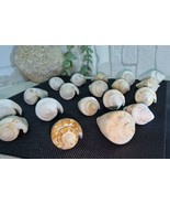 20 Natural Persian Conch Sea Shells Snail - Ocean Coastal Decor Craft Su... - $923.60 MXN