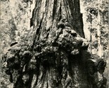 Vtg PNC Photo Litho Postcard - Big Basin California Animal Tree - $7.97