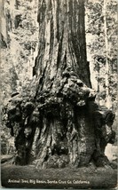 Vtg PNC Photo Litho Postcard - Big Basin California Animal Tree - £6.37 GBP