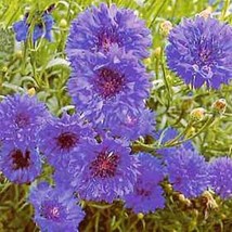 Centaurea Jubilee Gem Annual Seeds - £17.31 GBP